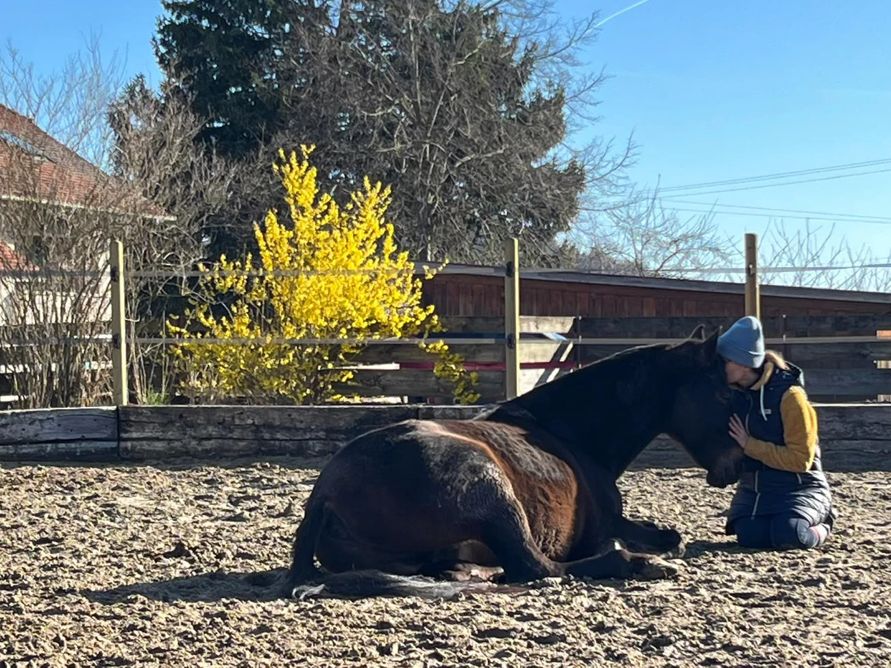 Cheval au repos lors d’un temps calme d’Hippothérapie-K®