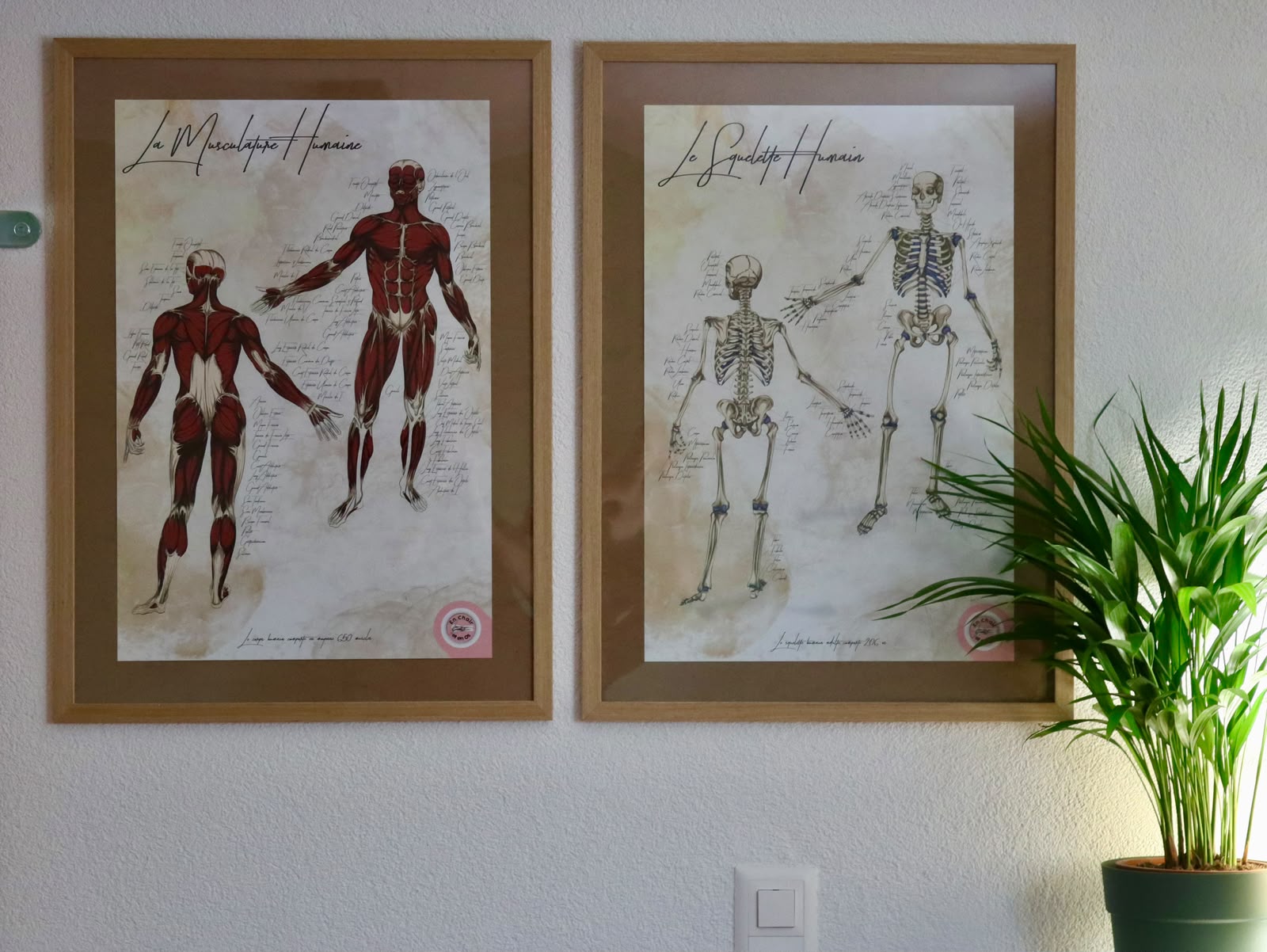 Planches anatomiques de la musculature et du squelette au cabinet Althéa Santé